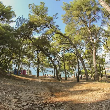 Pinus Split
